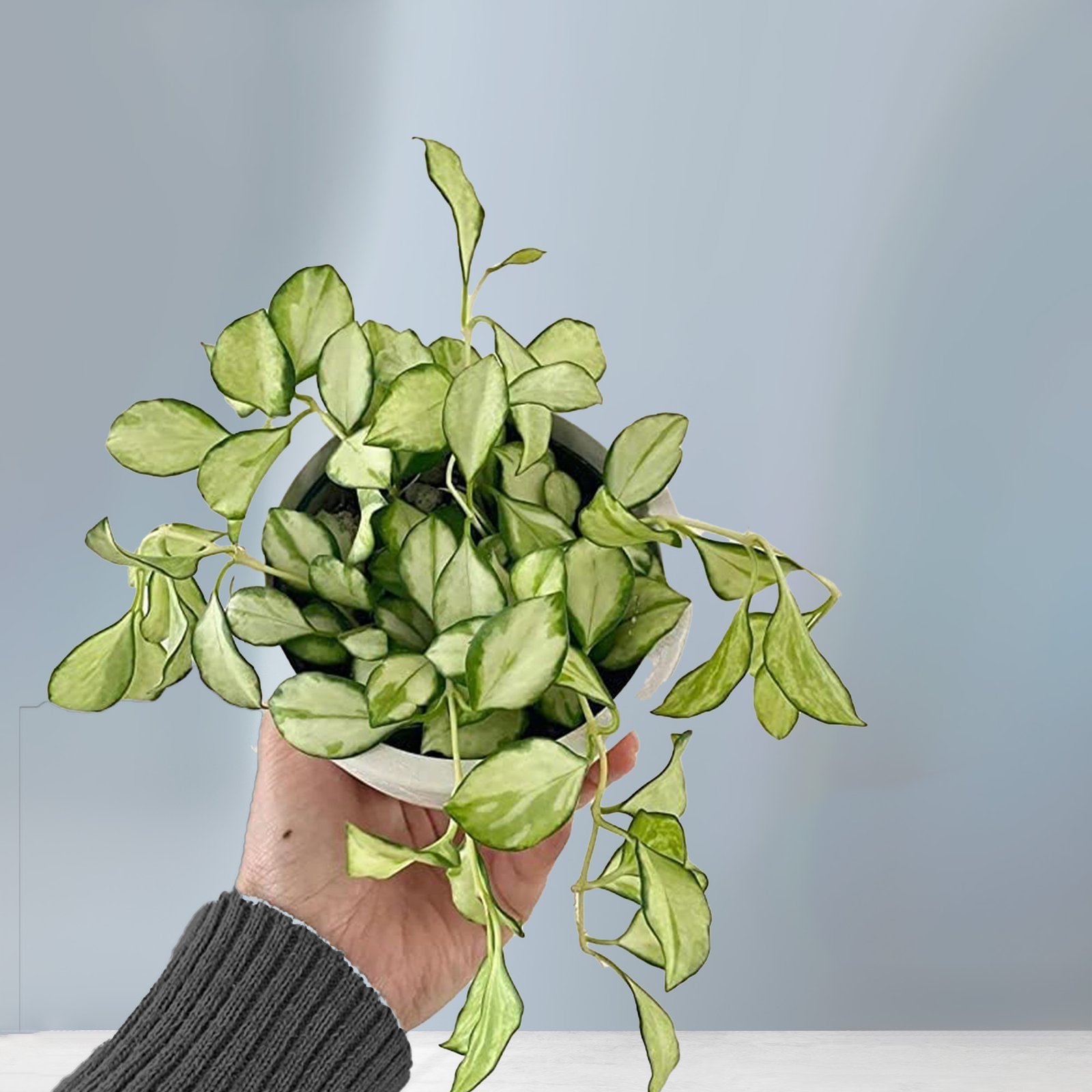 Hoya Heuschkeliana Green